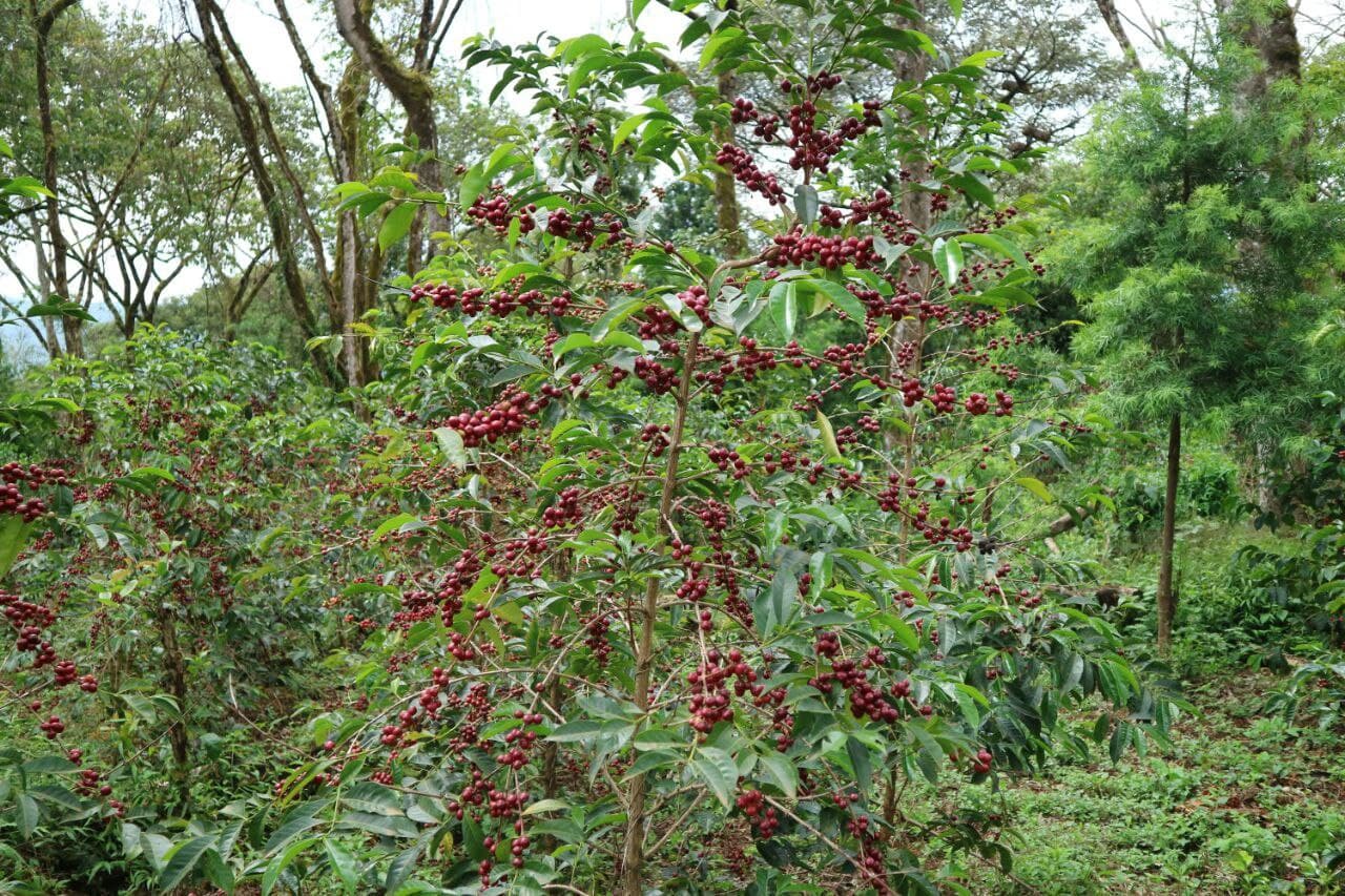 Sidamo coffee plant